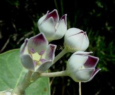  Flowers (Lateral view)
